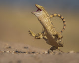 Monitor lizards Poster och Canvastavla