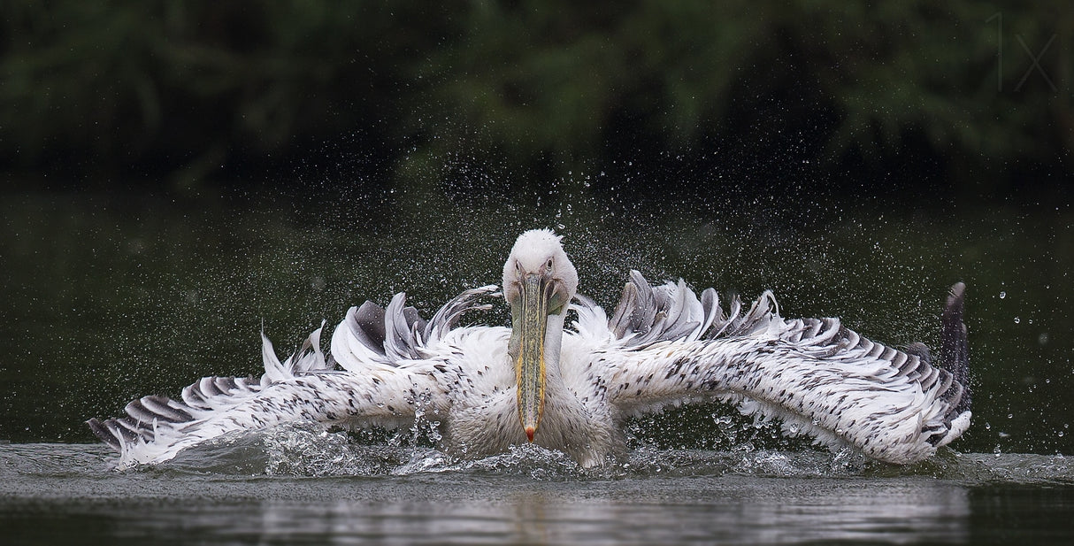 Pelican Poster och Canvastavla