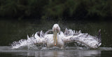 Pelican Poster och Canvastavla