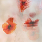 Painted poppies Poster och Canvastavla