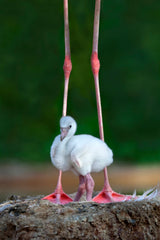 Caribbean flamingo chick Poster och Canvastavla