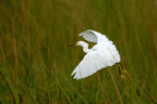 Grass Hopper Poster och Canvastavla