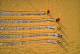 Rice drying Poster och Canvastavla
