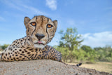 Hungry Cheetah Poster och Canvastavla