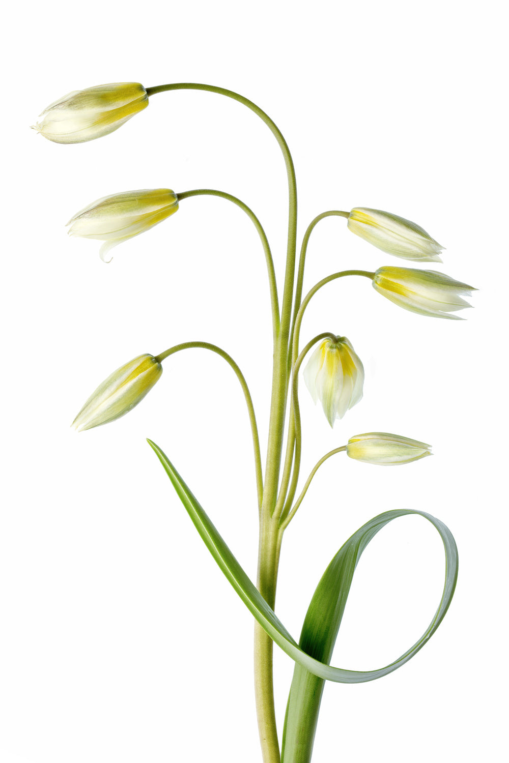 ~Tulipa Tarda~ Poster och Canvastavla