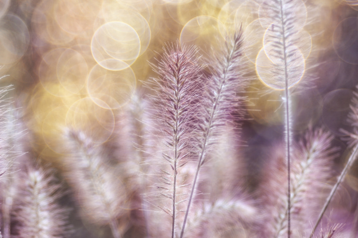 Feather lightness Poster och Canvastavla