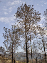 burnt trees and sky background Poster och Canvastavla