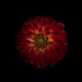 Dahlia time Poster och Canvastavla