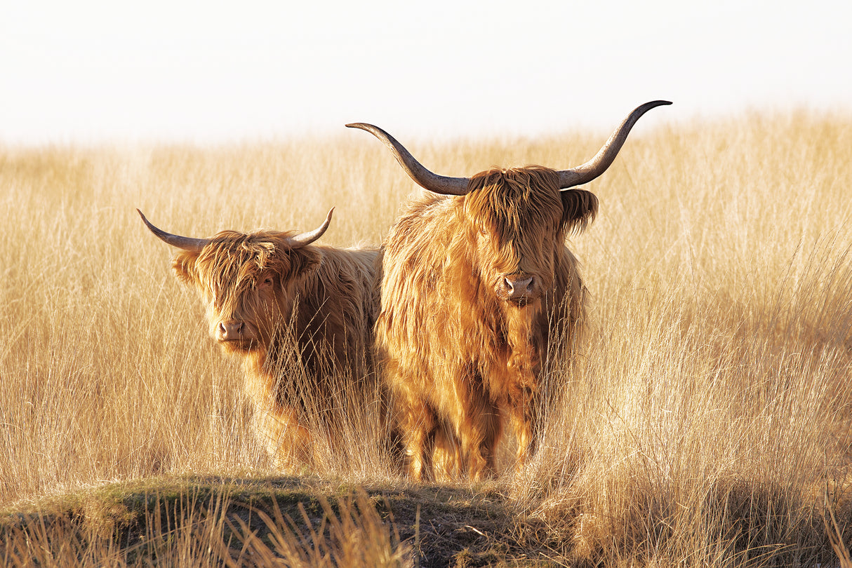 Young and old Highlander Poster och Canvastavla