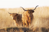 Young and old Highlander Poster och Canvastavla
