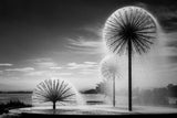 Dandelions Poster och Canvastavla