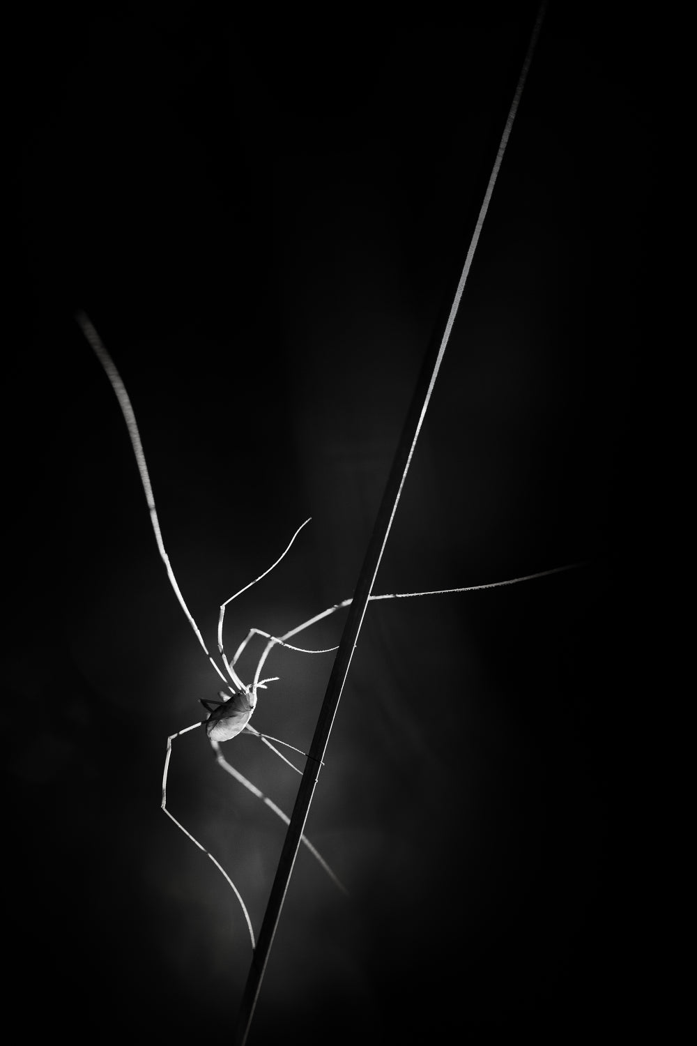 ...snatcher of light... Poster och Canvastavla