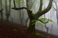 Walking trough the foret. Poster och Canvastavla
