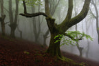 Walking trough the foret. Poster och Canvastavla