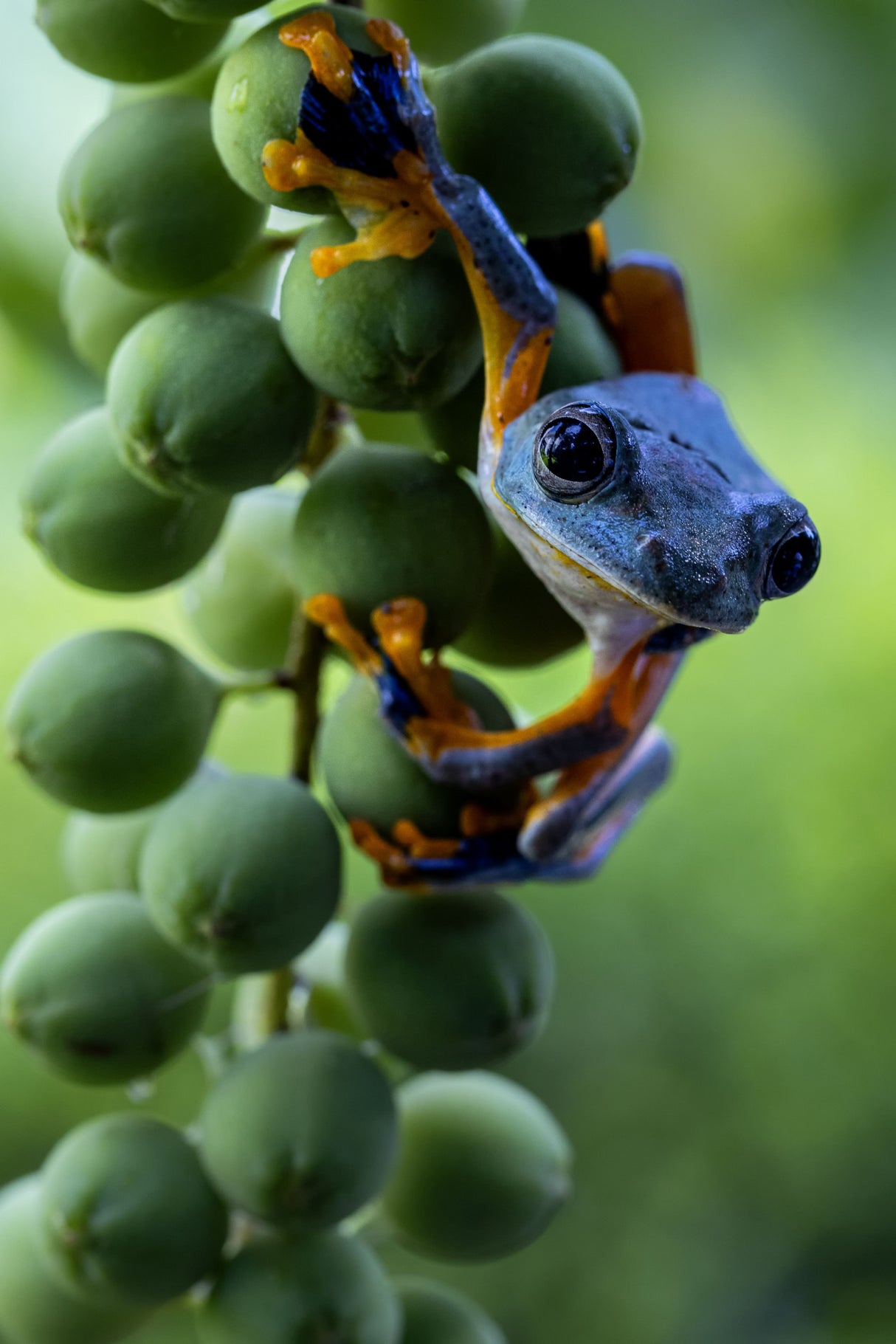 Green Frog Poster och Canvastavla