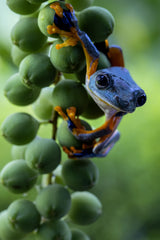 Green Frog Poster och Canvastavla
