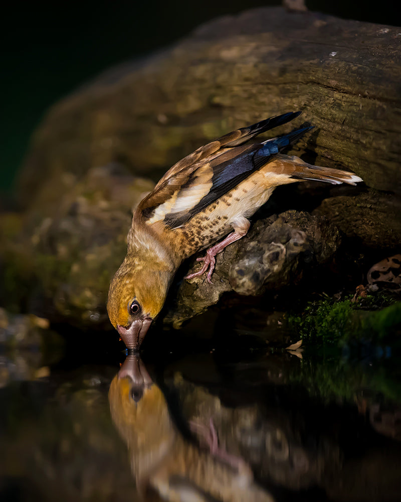 Hawfinch Drinking Poster och Canvastavla