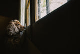 Toby patiently waiting for my mum to come back home. Poster och Canvastavla