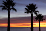 Palms at Sunset Poster och Canvastavla