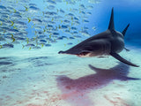 The great hammerhead shark Poster och Canvastavla