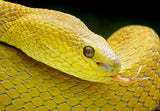 Yellow Viper Poster och Canvastavla
