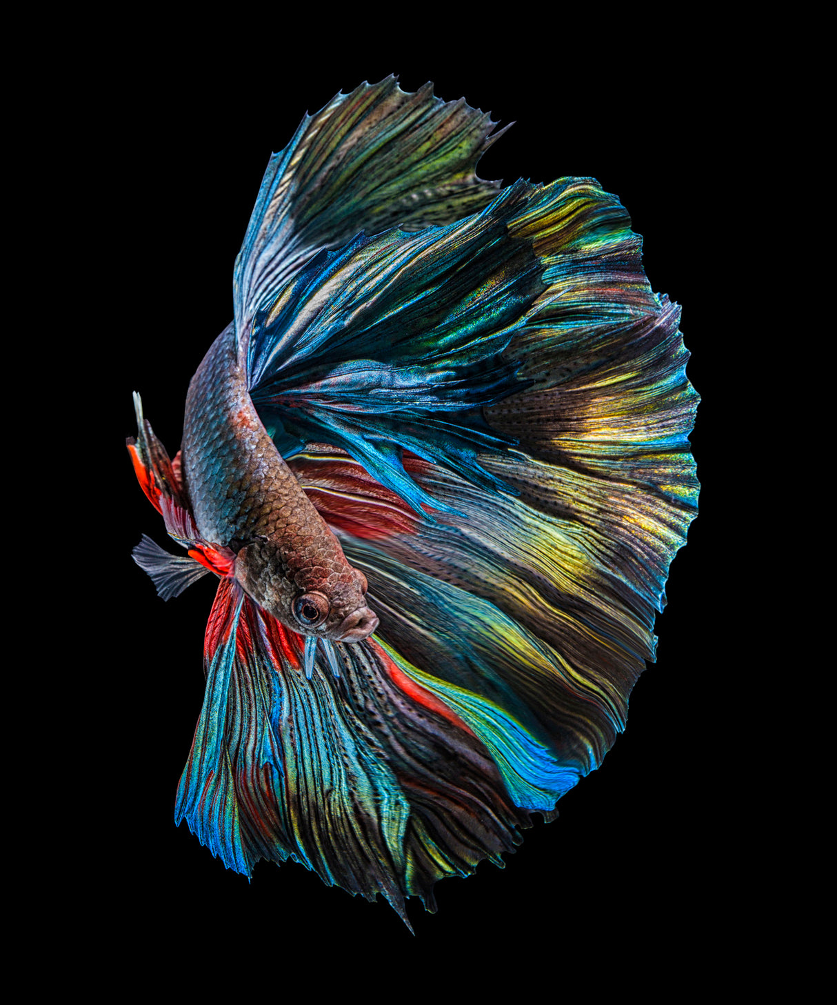 The  Betta Fish Poster och Canvastavla