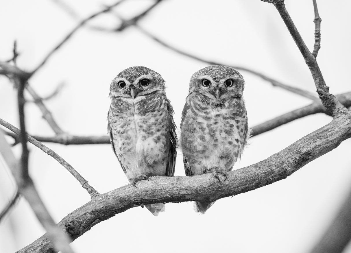 A tale of two owlets Poster och Canvastavla