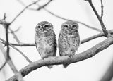 A tale of two owlets Poster och Canvastavla