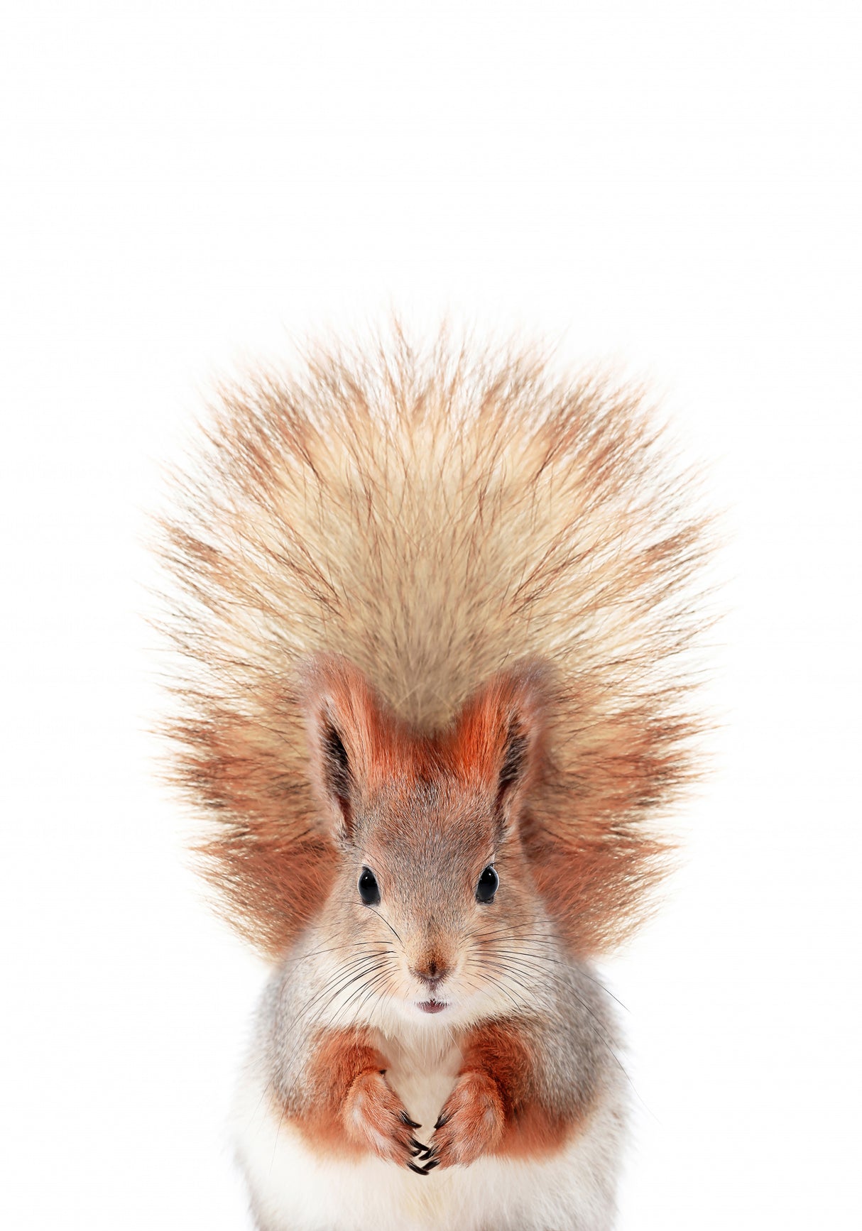 Baby Squirel Poster och Canvastavla