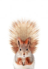 Baby Squirel Poster och Canvastavla