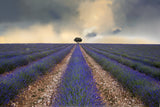 Lavender field Poster och Canvastavla
