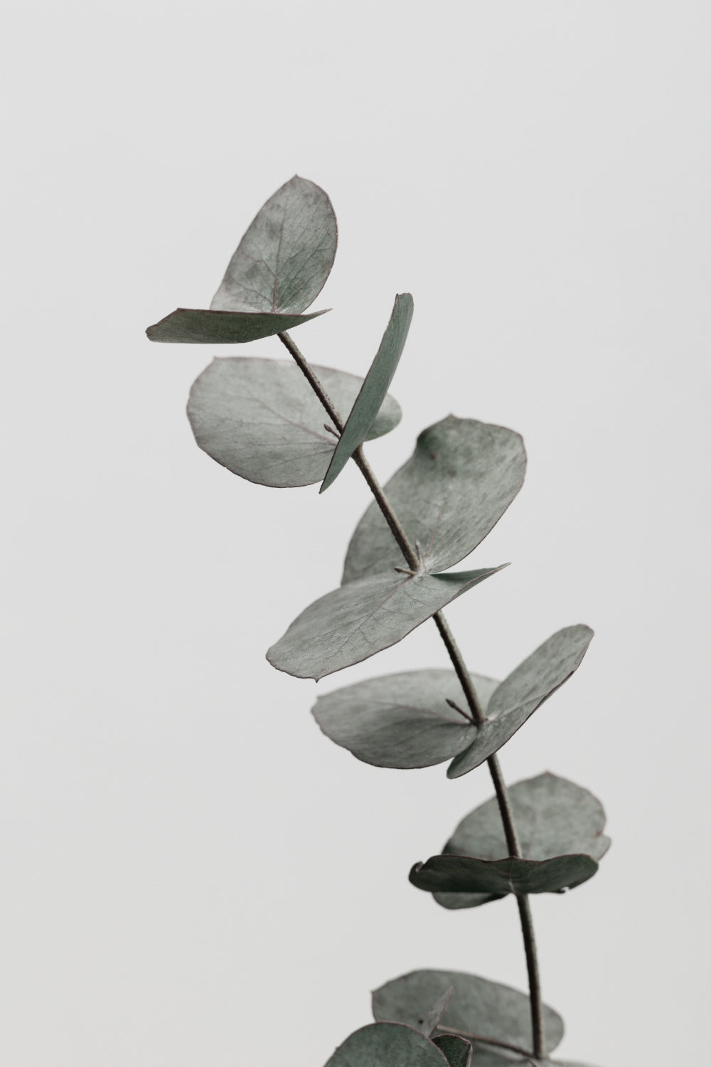 Eucalyptus Natural 06 Poster och Canvastavla