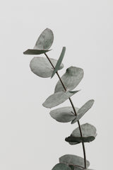 Eucalyptus Natural 06 Poster och Canvastavla