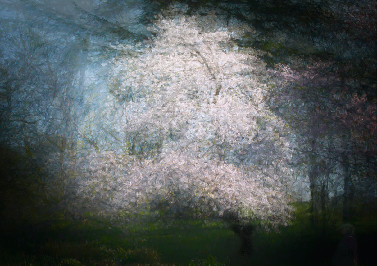 Cherry dream Poster och Canvastavla