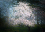Cherry dream Poster och Canvastavla