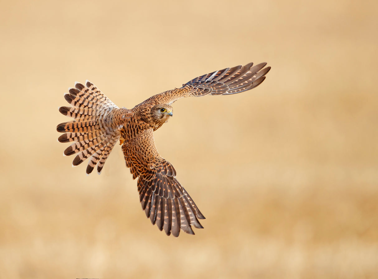 Common Kestrel Poster och Canvastavla