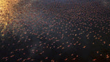 Flamingo Poster och Canvastavla