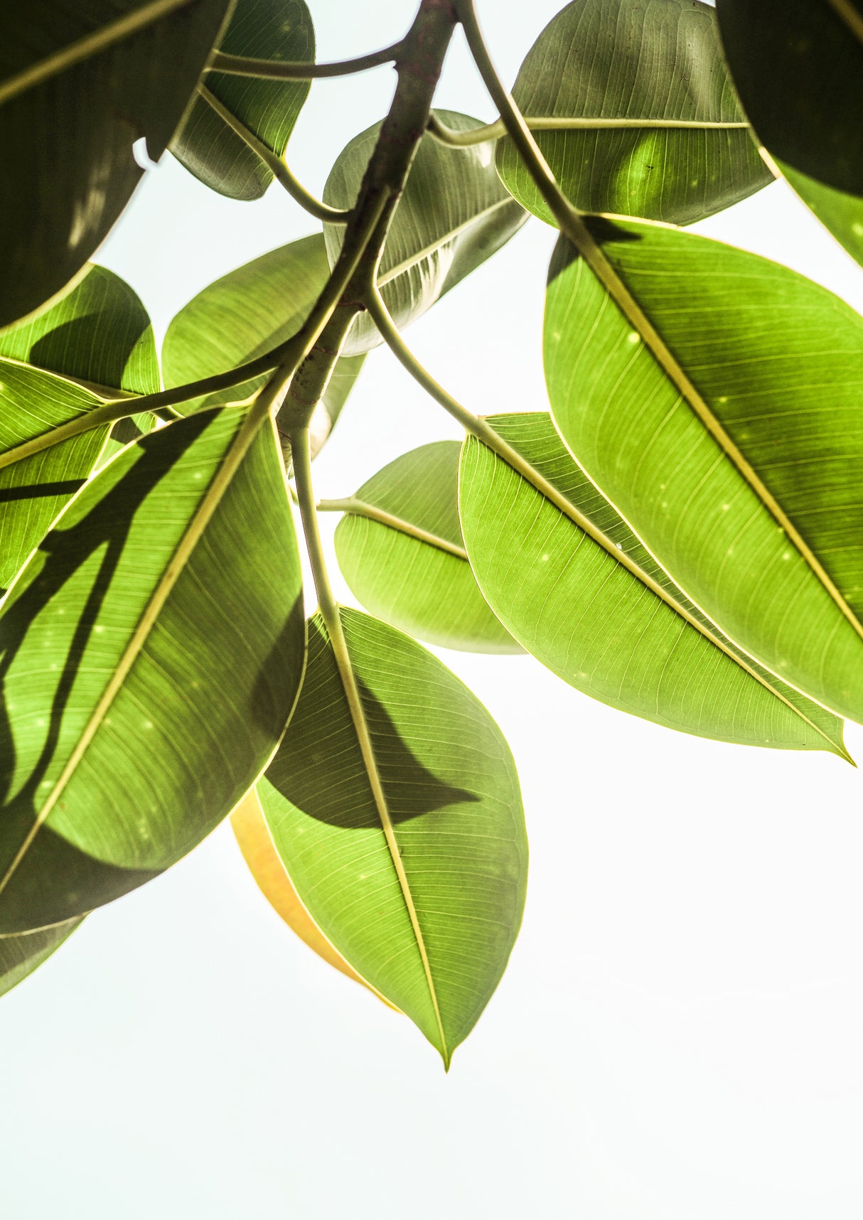 Lime Light Poster och Canvastavla