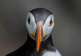 PUFFIN PORTRAIT Poster och Canvastavla