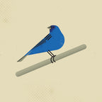 Indigo Bunting Poster och Canvastavla