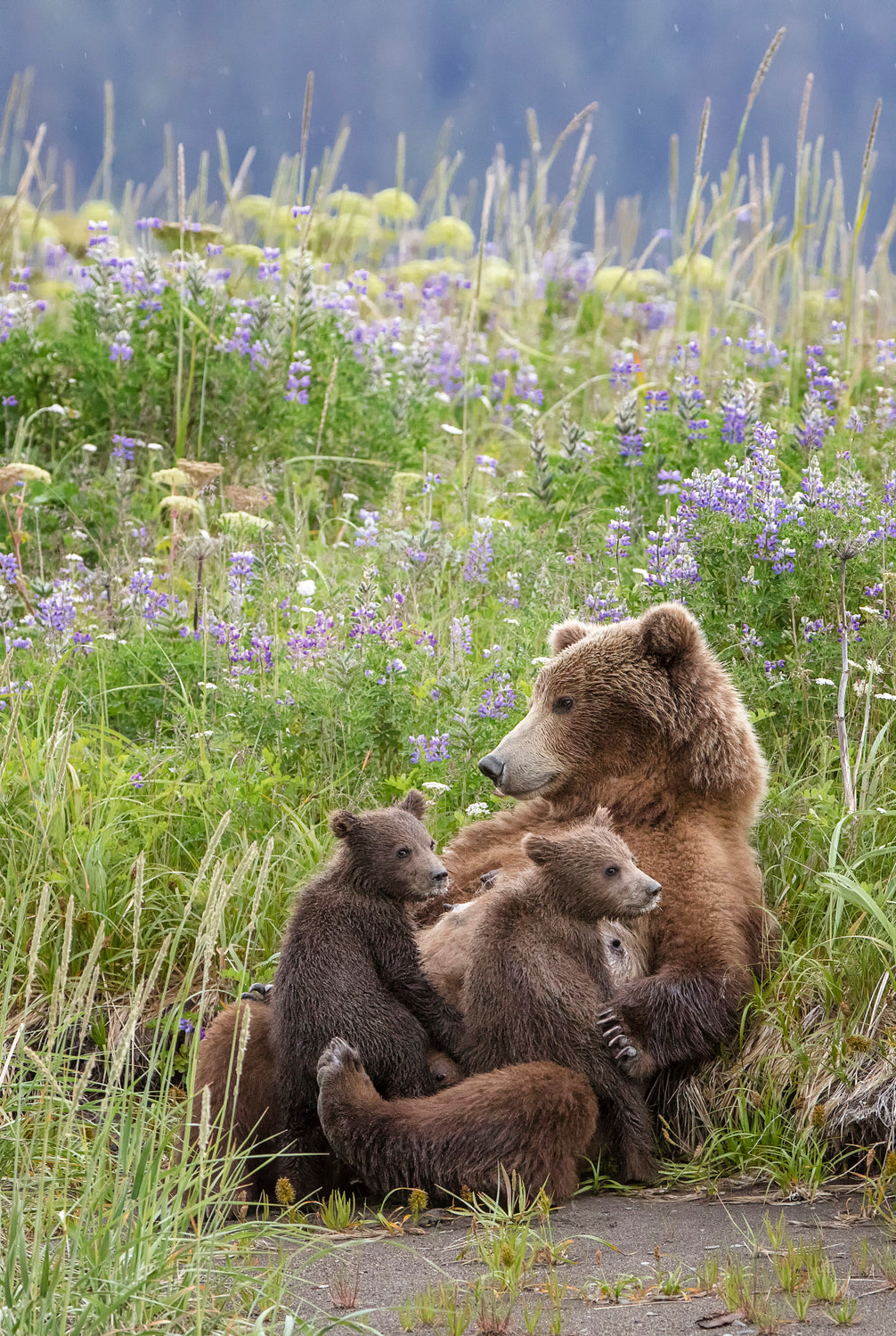 In a Mothers Arms Poster och Canvastavla