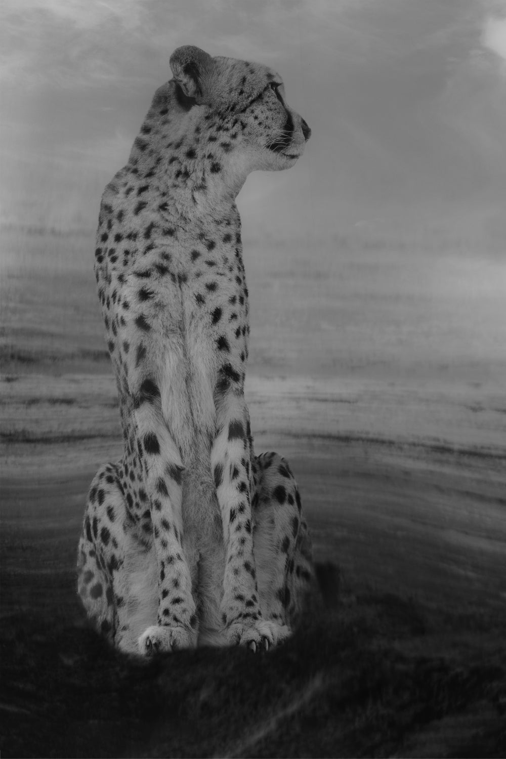 Cheetah on the Watch Poster och Canvastavla