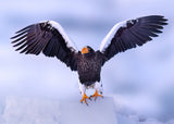 Sea Eagle in Hokkaido Poster och Canvastavla
