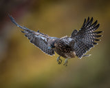 First Test Flight - One of 4 Baby Peregrine Falcons Poster och Canvastavla