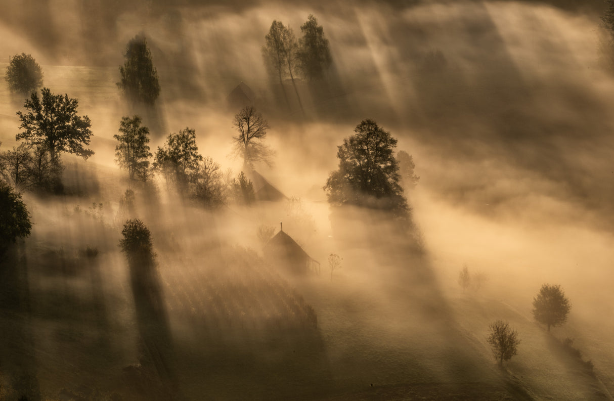 Dance of fog and sun Poster och Canvastavla