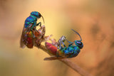 Jewel wasps Poster och Canvastavla
