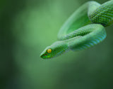Trimeresurus macrops Poster och Canvastavla