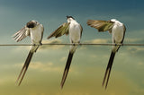 Fork tailed Poster och Canvastavla