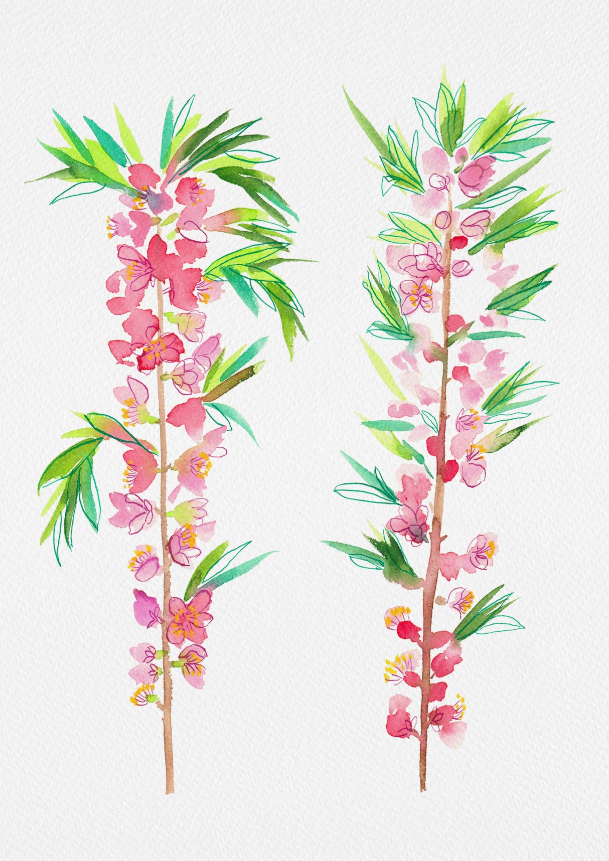 Dwarf Russian almond or Prunus tenella botanical painting Poster och Canvastavla