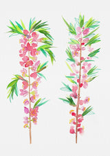 Dwarf Russian almond or Prunus tenella botanical painting Poster och Canvastavla
